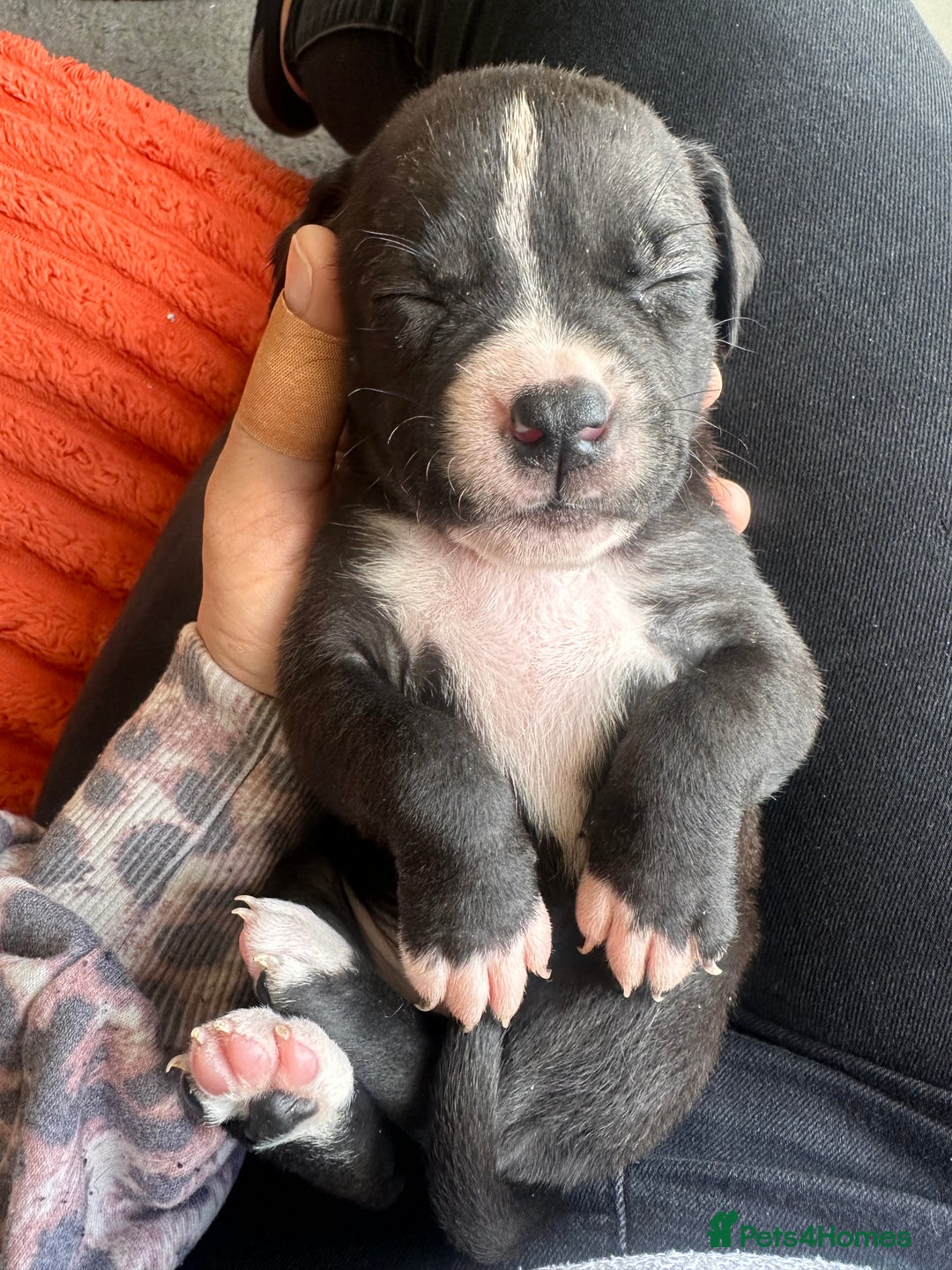 Mixed Breed dogs for sale: Pups for sale - Image 27