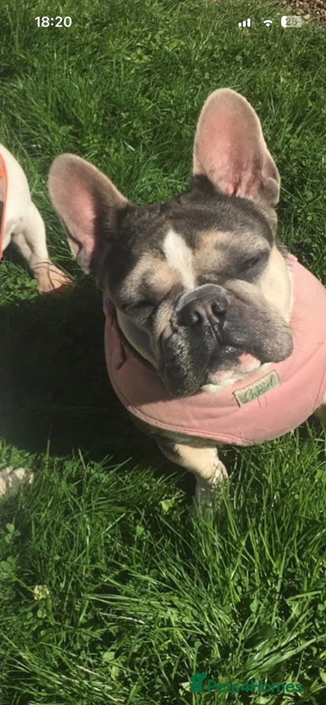 French Bulldog dogs for sale: MICRO FRENCH BULLDOG - Advert 4