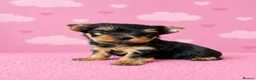 Yorkshire Terrier dogs for sale: ✨🐾 Outstanding Show Quality KC Yorkie Puppies 🐾✨ - Advert 9