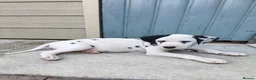 Dalmatian dogs for sale: 1 boy , 2 girls left  - Advert 17