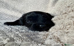 Cockapoo dogs for sale: ✨ Gorgeous Cockapoo Puppies ✨ - Image 6