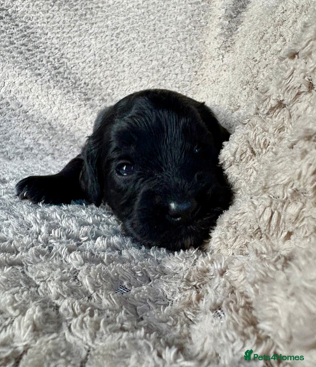 Cockapoo dogs for sale: ✨ Gorgeous Cockapoo Puppies ✨ - Image 6