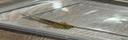 Axolotl reptiles for sale: Axolotl  - Advert 5