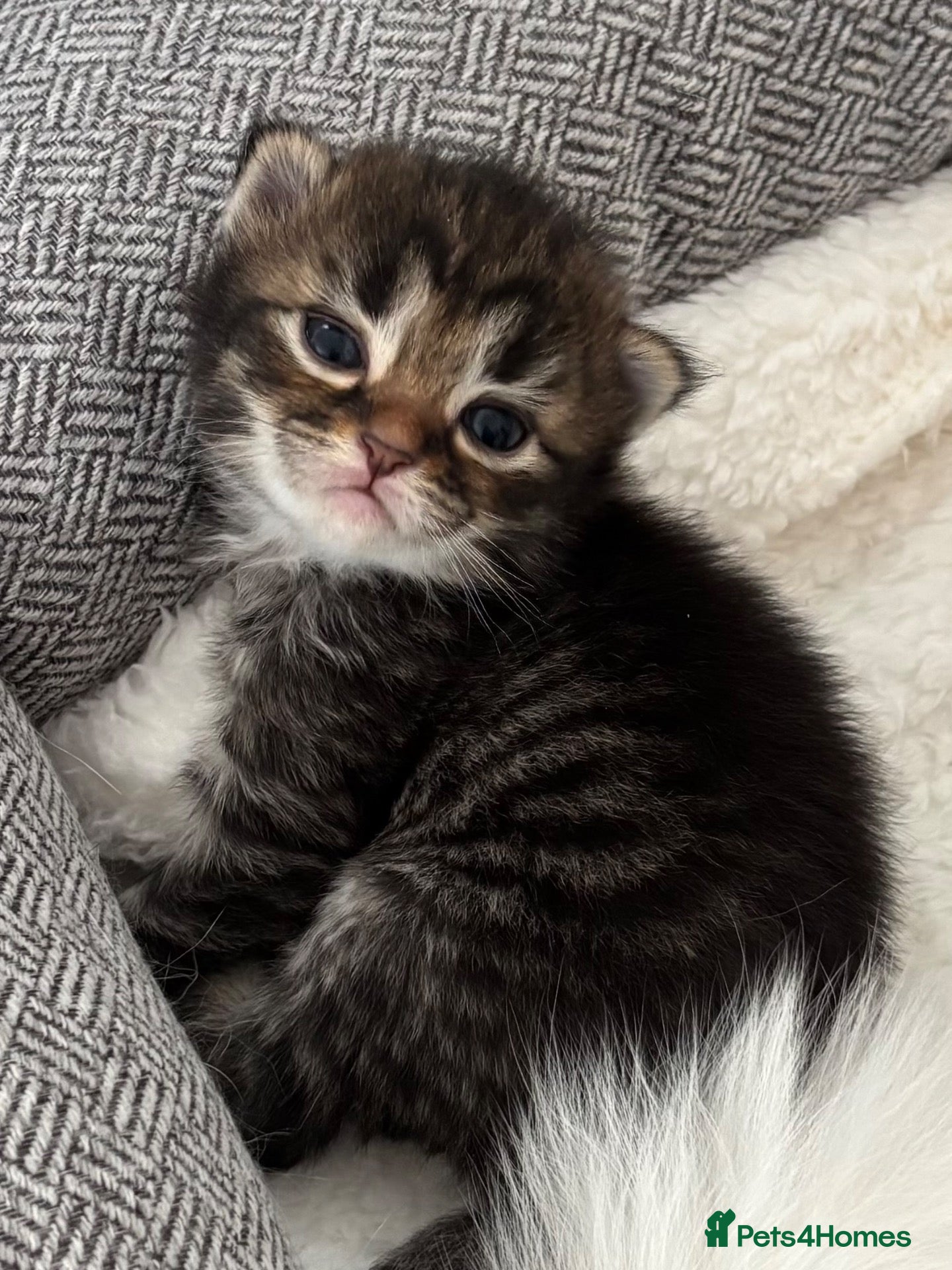 Scottish Fold cats for sale: 3 week old female and 3 male kittens - Advert 1
