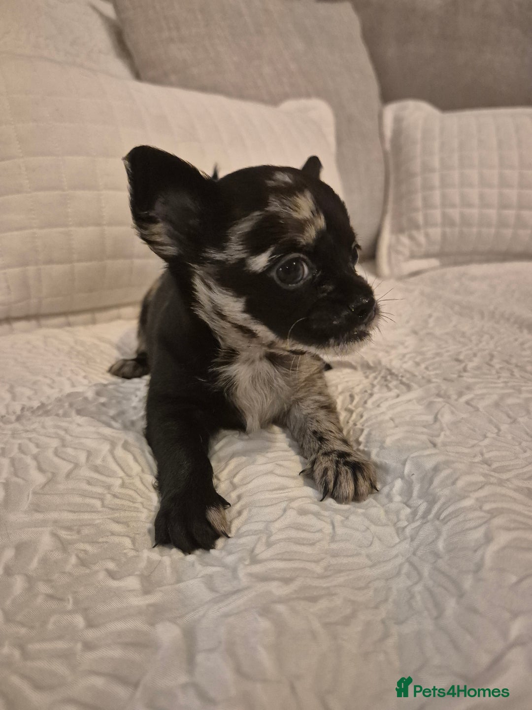 Chihuahua dogs for sale: 4 pure breed chihuahua, 2 merle  2 twins - Advert 15