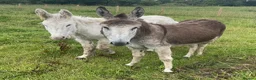 Donkey livestock for sale: Two Female Donkeys Must go Together - Advert 1