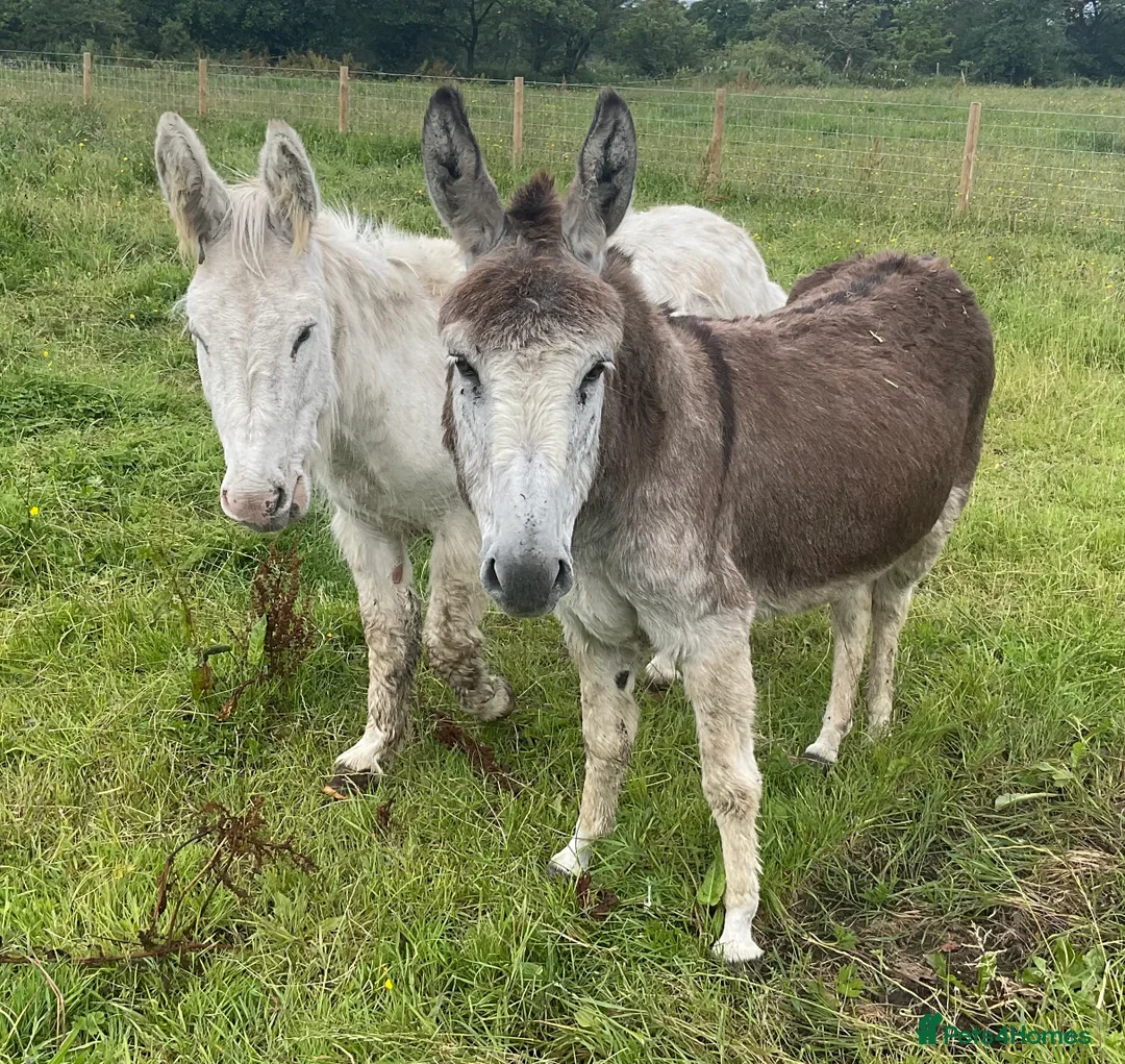 Donkey livestock for sale: Two Female Donkeys Must go Together - Advert 1