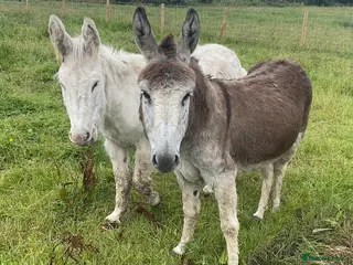 Donkey livestock Two Female Donkeys Must go Together - Advert 2