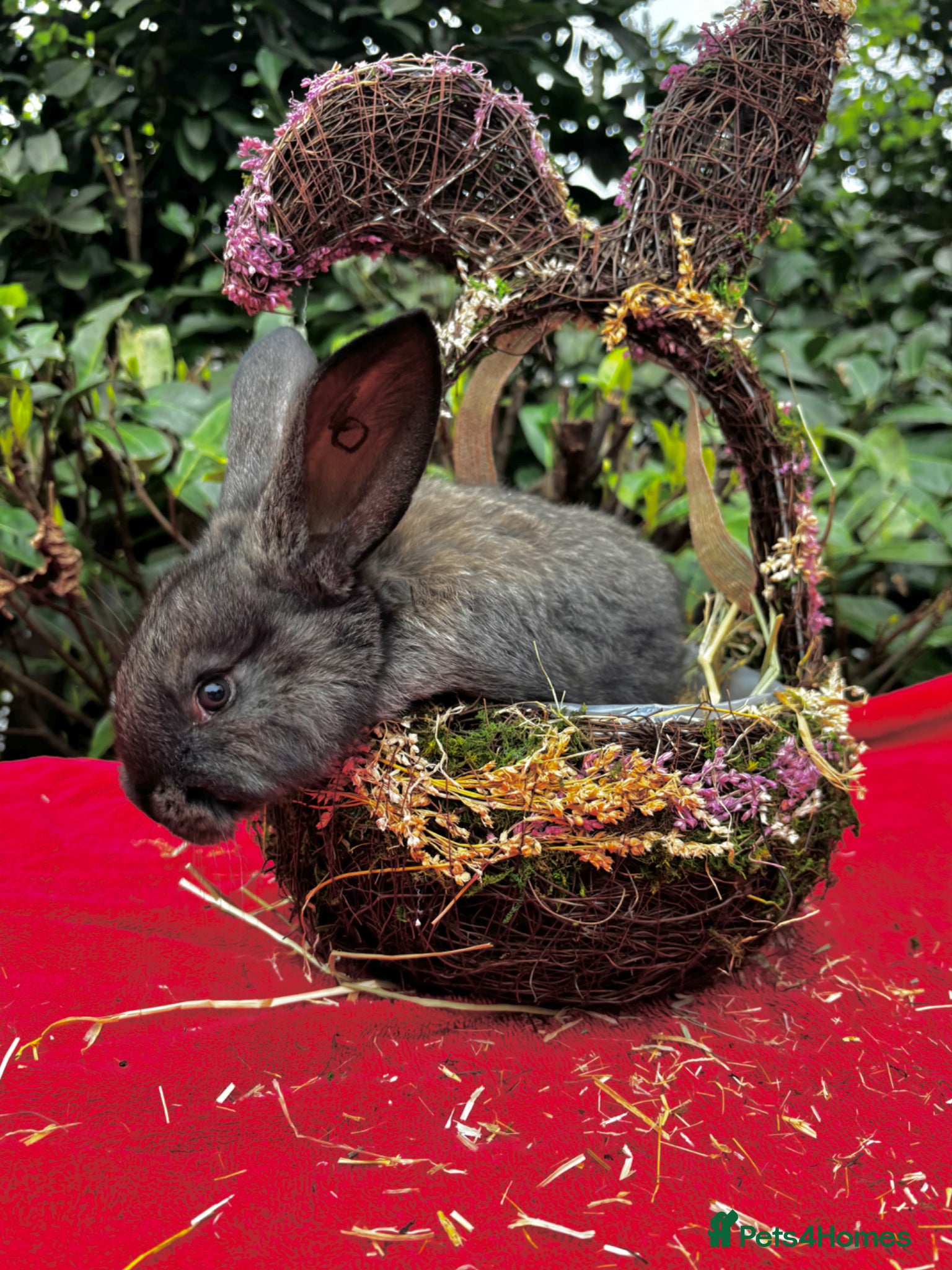 Continental Giant rabbits Stunning Continental Giant Rabbit Kits - Advert 2