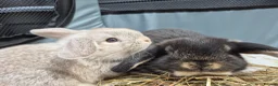 Netherland Dwarf rabbits for sale: Netherland dwarf.  Dwarf lops. mini lops  - Advert 4