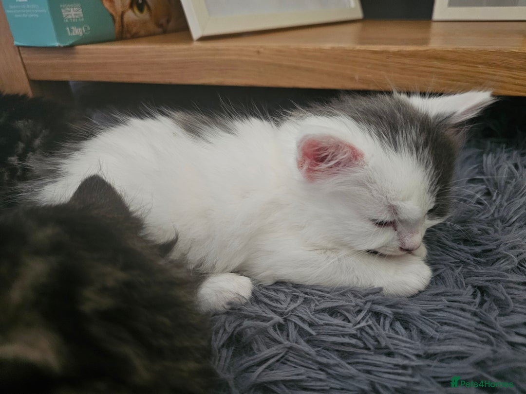 Mixed Breed cats for sale: Gorgeous fluffy kittens.READY NOW - Image 7