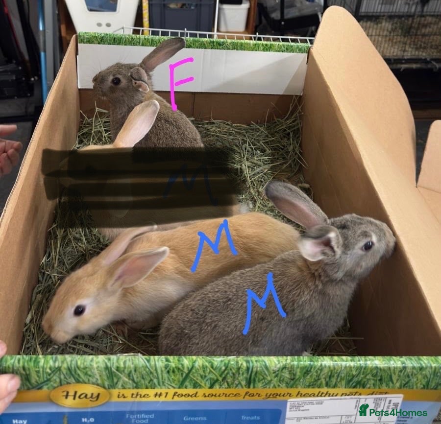 Mixed Breed rabbits for sale: Beautiful hand-reared bunnies.  - Advert 2