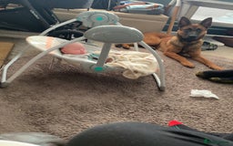 Belgian Shepherd Dog dogs for sale: Male  - Advert 1