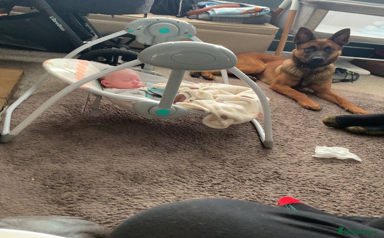 Belgian Shepherd Dog dogs Male  - Advert 8