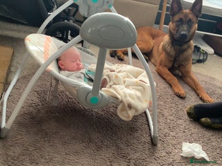 Belgian Shepherd Dog dogs Male - Advert 1