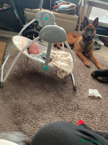 Belgian Shepherd Dog dogs Male - Advert 1