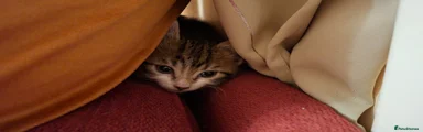 Temporary Name is Pebbles