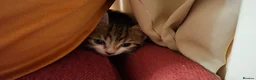 Mixed Breed cats for sale: 2 Kittens For Sale - Advert 7