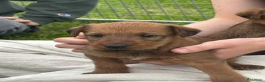 Irish Terrier 5