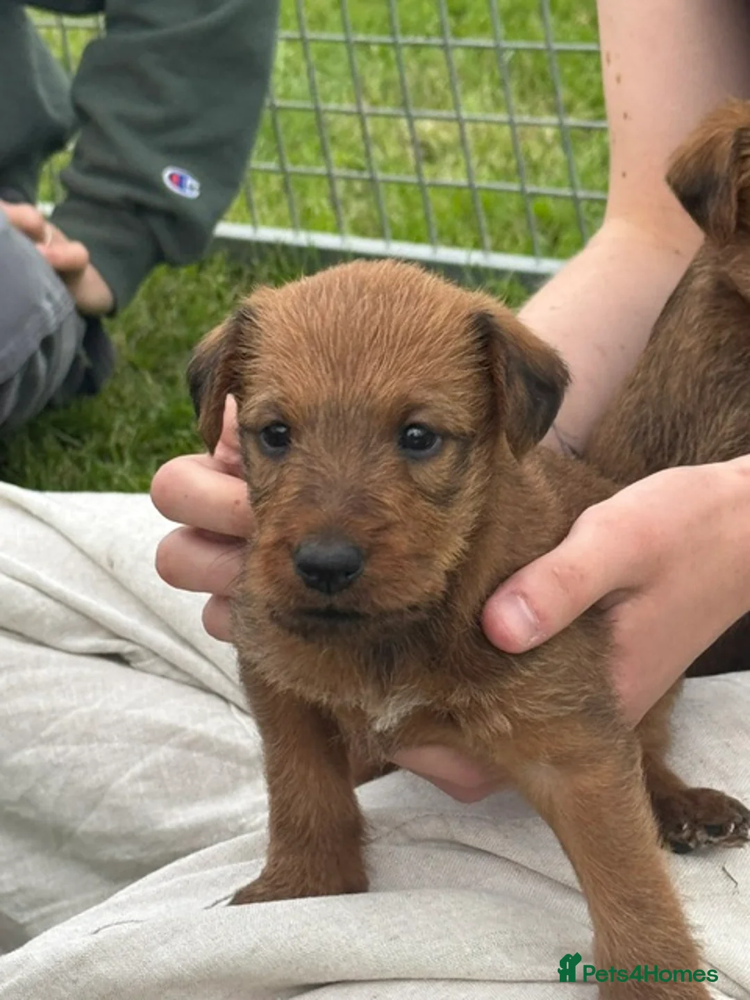 Irish Terrier dogs for sale: KC Registered Irish Terrier puppies - Advert 2