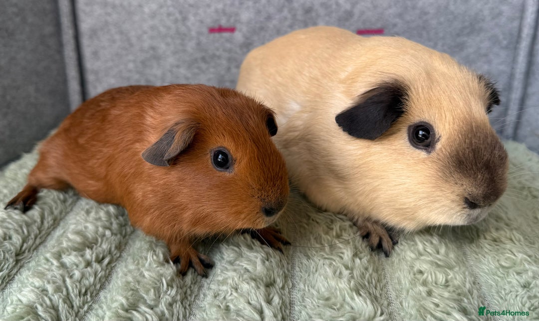 Guinea Pig rodents for sale: Californian Guinea pigs  - Image 3