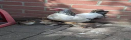 Chickens poultry for sale: Chicken and rooster ⭐ in Chigwell - Advert 1