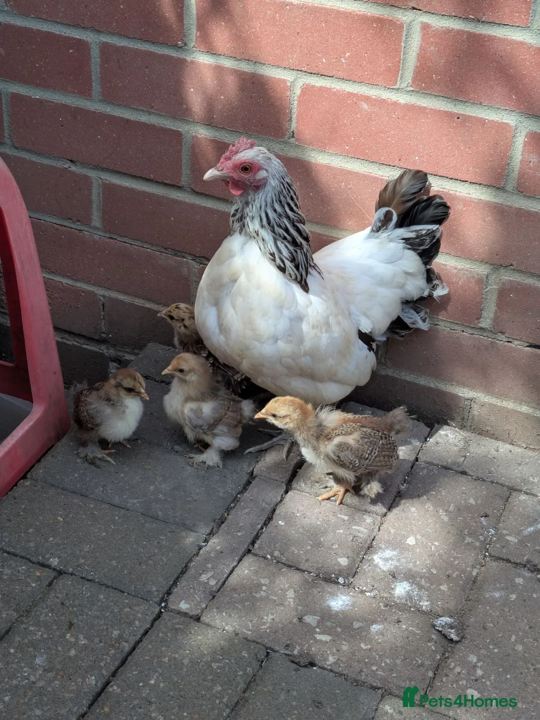 Chickens poultry for sale: Chicken and rooster ⭐ in Chigwell - Advert 1