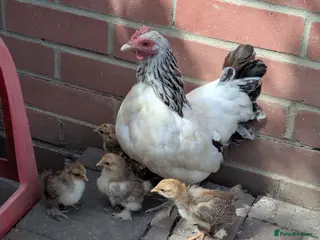 Chickens poultry Chicken and rooster ⭐ - Advert 1