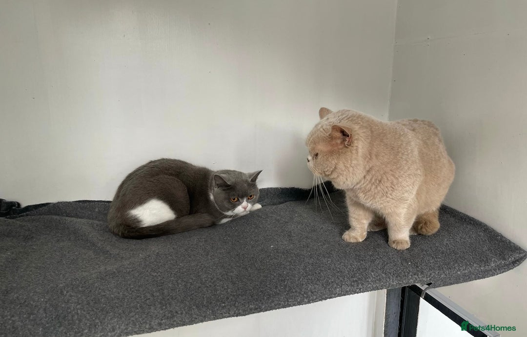 British Shorthair cats for sale: 5 chunky British shorthair kittens for sale  - Advert 8