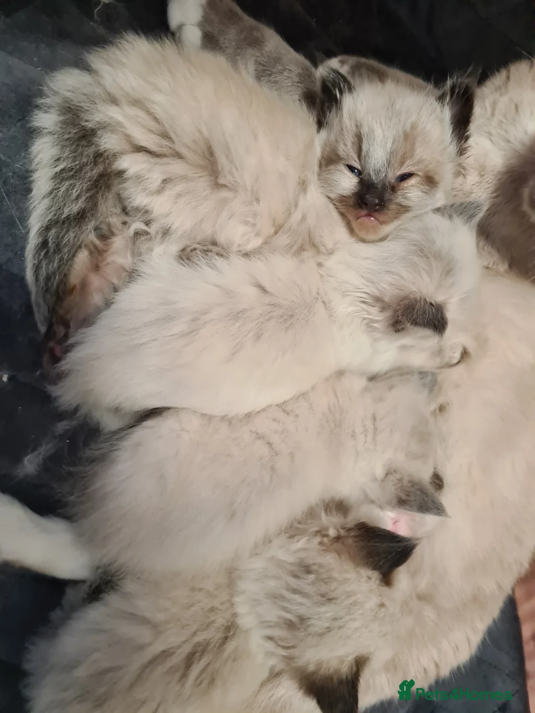 Ragdoll cats for sale: Ragdoll kittens  - Advert 14