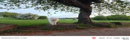 Samoyed dogs for stud: KC Registered Samoyed Male Available for Stud - Advert 7