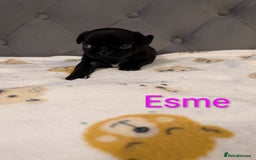Pug dogs for sale: Pug Puppies - Image 16