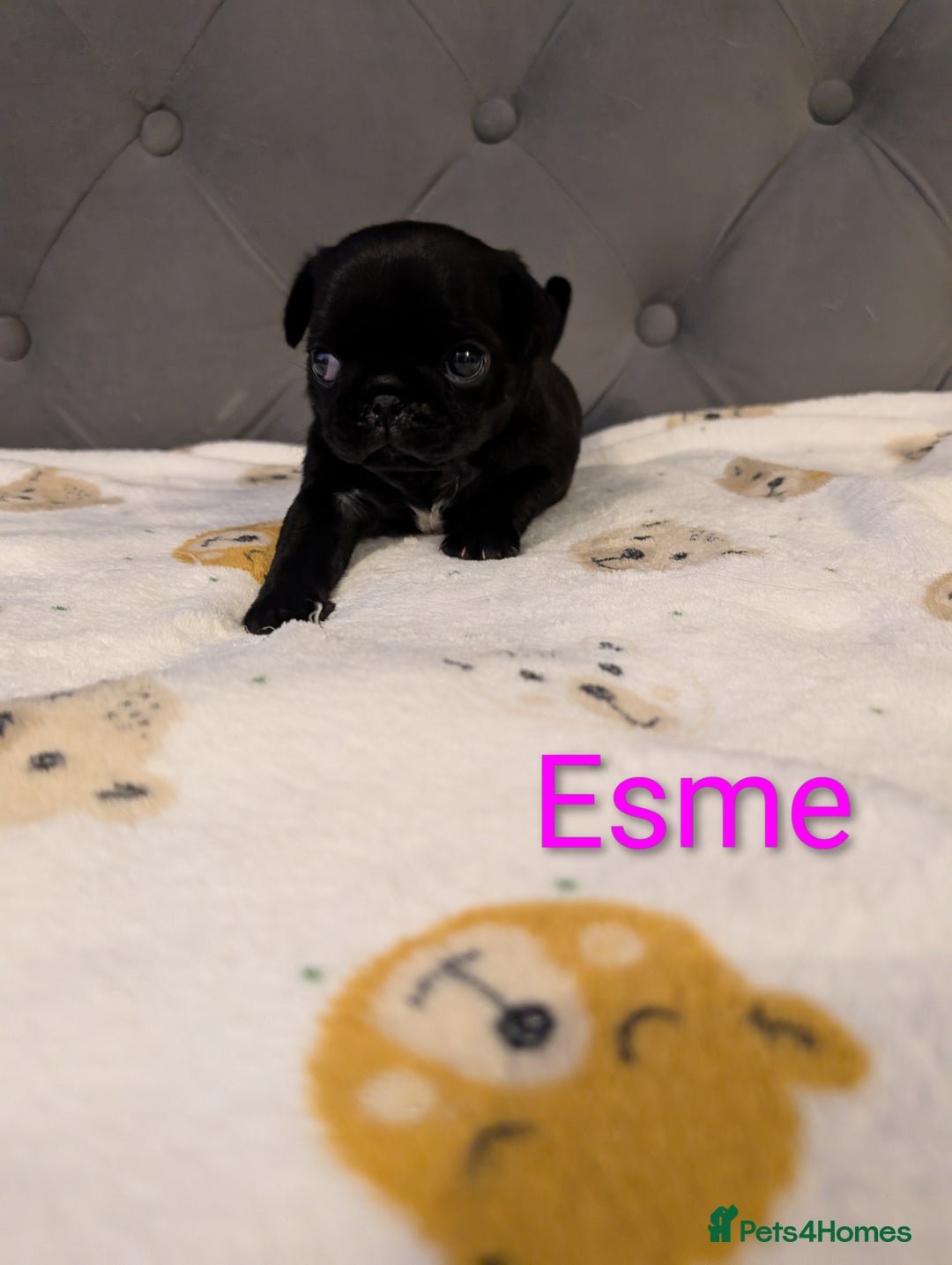 Pug dogs for sale: Pug Puppies - Image 16