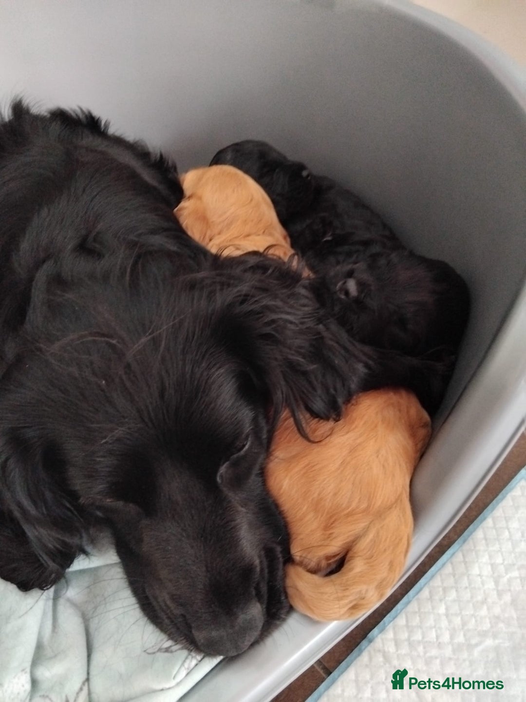 Cockapoo dogs for sale: Cockapoo puppies for Sale - Image 7
