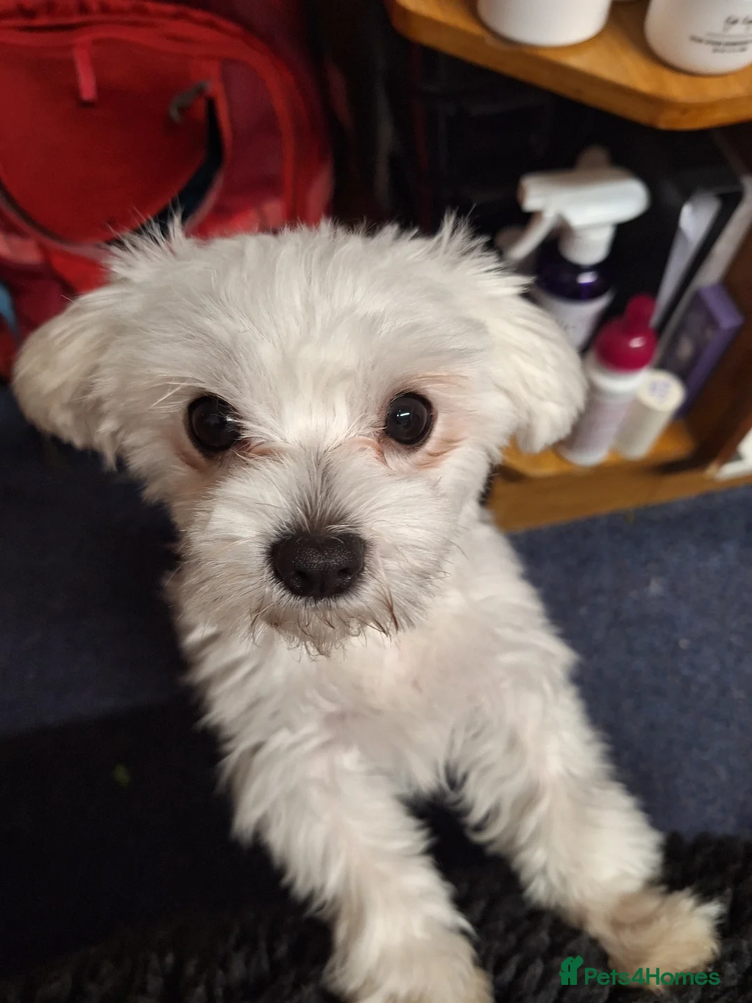 Mixed Breed dogs for sale: Maltese x Chihuahua puppies for sale in Blackpool - Advert 1