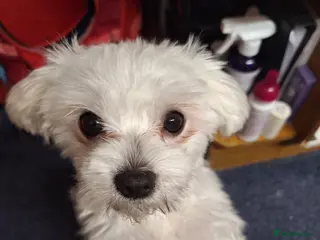 Mixed Breed dogs Maltese x Chihuahua puppies for sale - Advert 3
