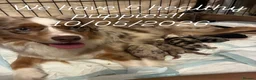 Miniature American Shepherd dogs for sale: 2 x Red Merle Mini American Shepherd Puppy - Boys - Advert 10