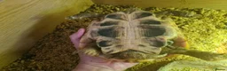 Tortoise reptiles for sale: 2 Male Hermanns Tortoises  - Advert 3