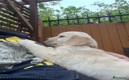 Golden Retriever dogs for sale: Beautiful KC Golden Retriever Babies  - Image 15