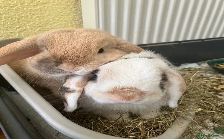 Mini Lop rabbits - Advert 1