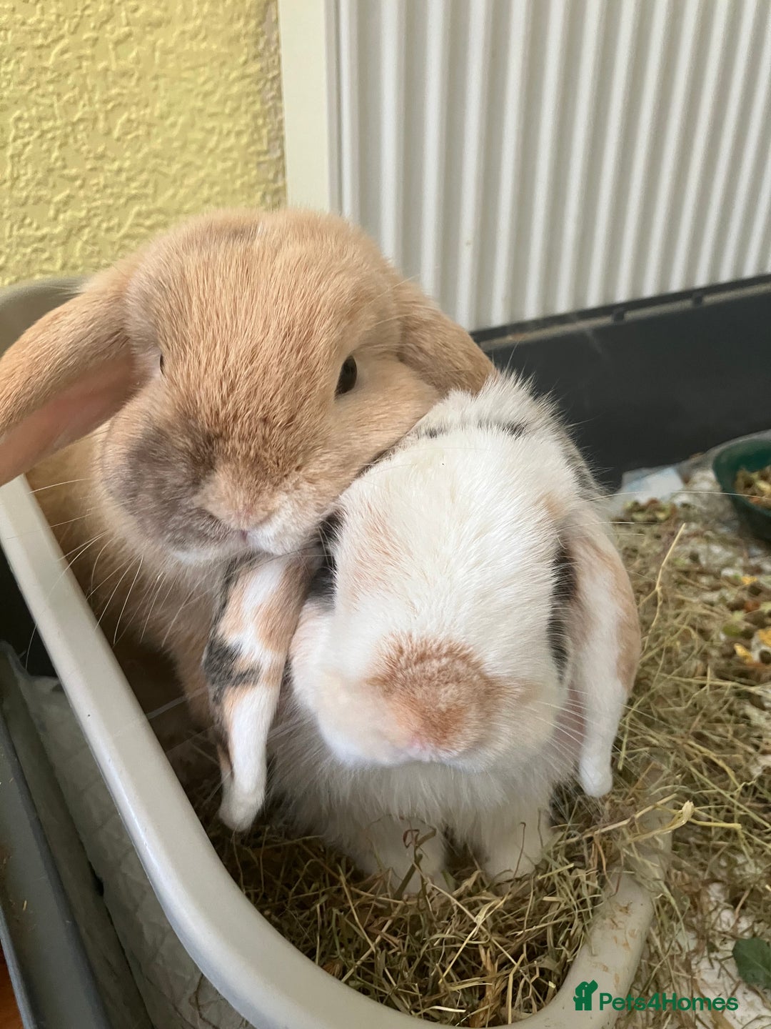 Mini Lop rabbits for sale: Bonded male & female  - Image 1