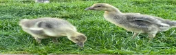 Geese poultry for sale: 2 Goslings - Advert 2