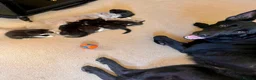 Mixed Breed cats for sale: Gorgeous Bundles of Fun - Advert 11