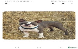 Boston Terrier dogs for sale: Beautiful Boston terrier puppies  - Image 9