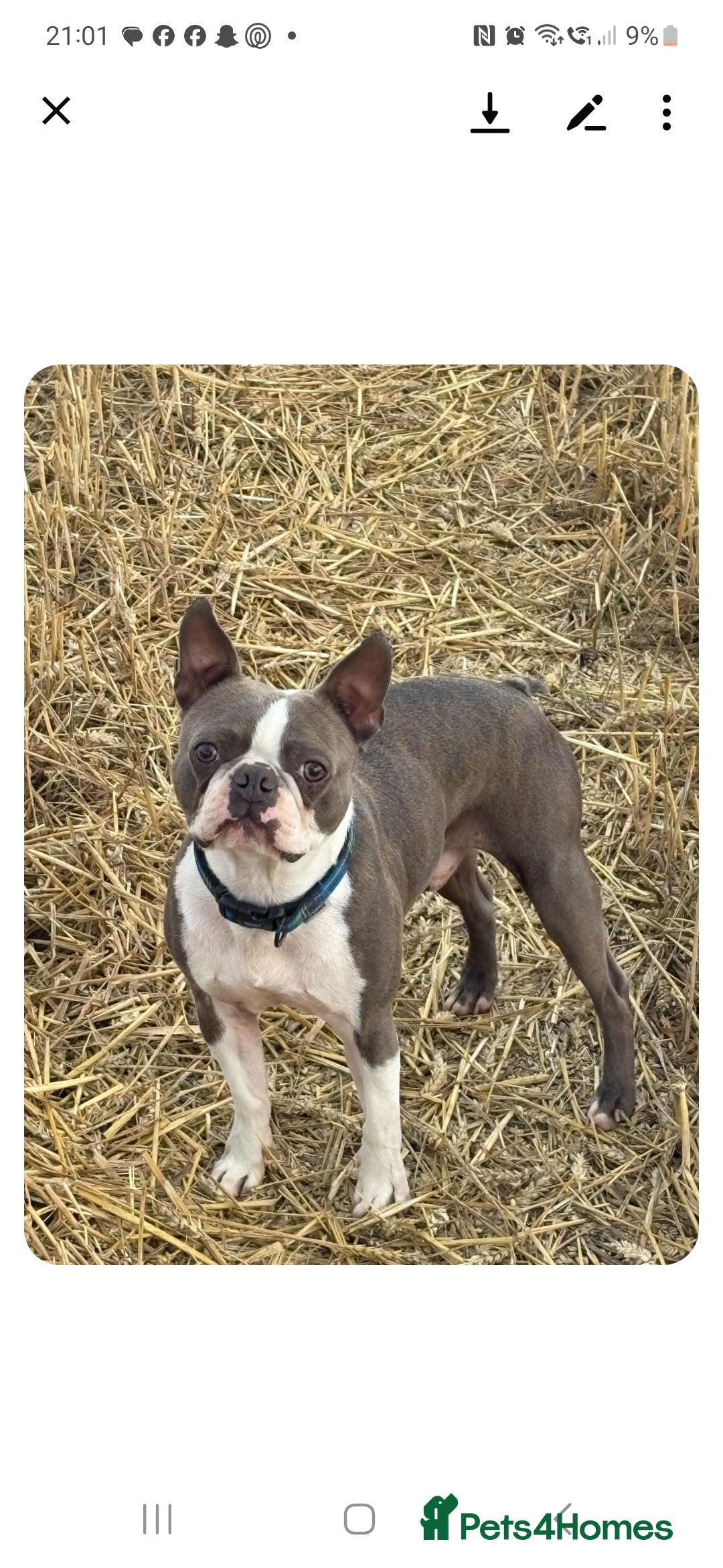 Boston Terrier dogs for sale: Beautiful Boston terrier puppies  - Image 9