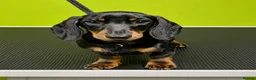 Miniature Dachshund dogs for sale: Exceptional Litter of KC Registered Puppies  - Advert 3