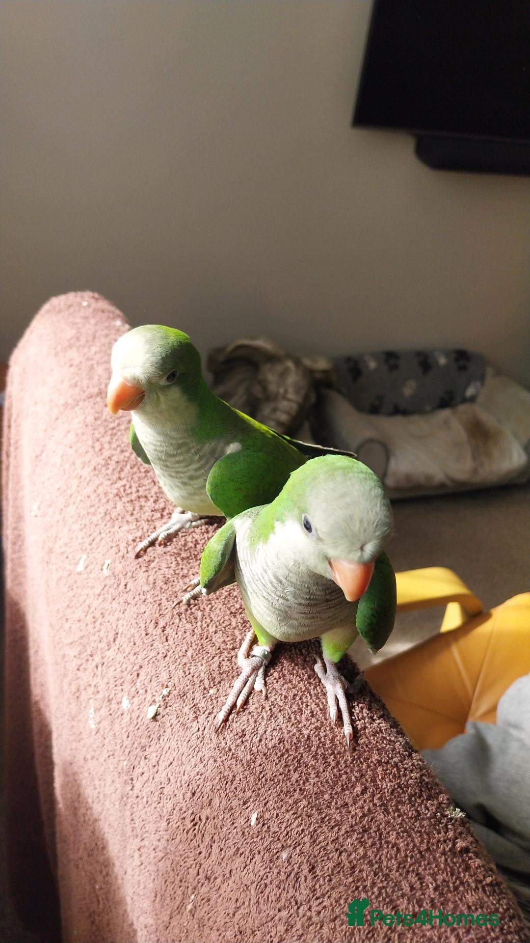 Parakeets birds  Hand tame Green dna tested  male quaker parrot  - Advert 8