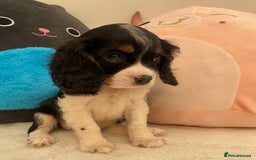 Cavalier King Charles Spaniel dogs for sale: King Charles cavalier puppies  - Image 11