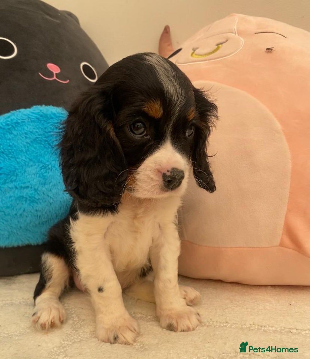 Cavalier King Charles Spaniel dogs for sale: King Charles cavalier puppies  - Image 11