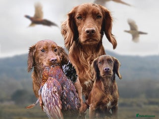 Cocker Spaniel dogs in Canterbury - Advert 25
